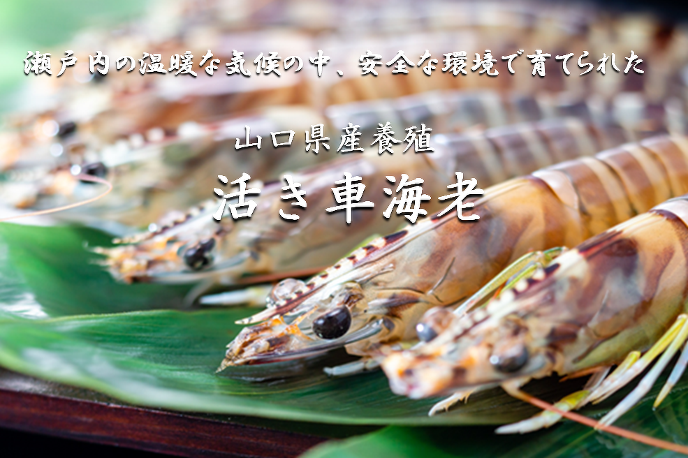 山口県産養殖活き車えび