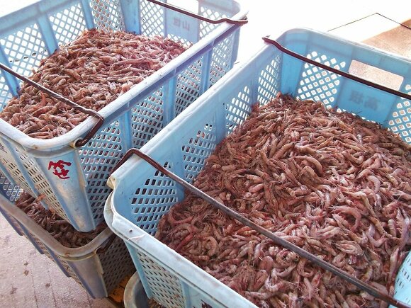 赤えびの水洗い