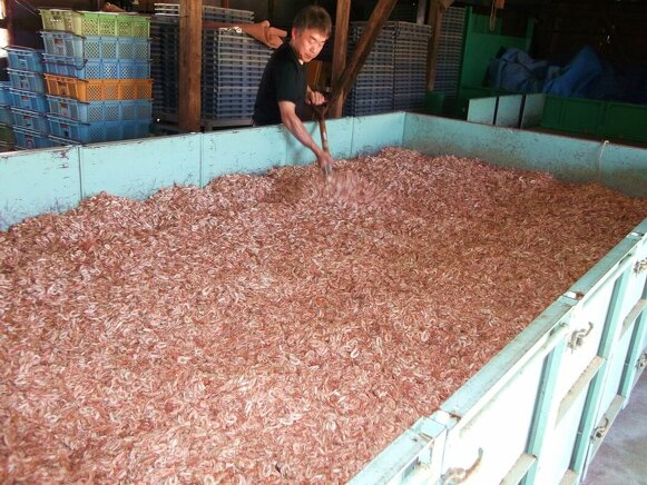 専用の乾燥機で乾燥